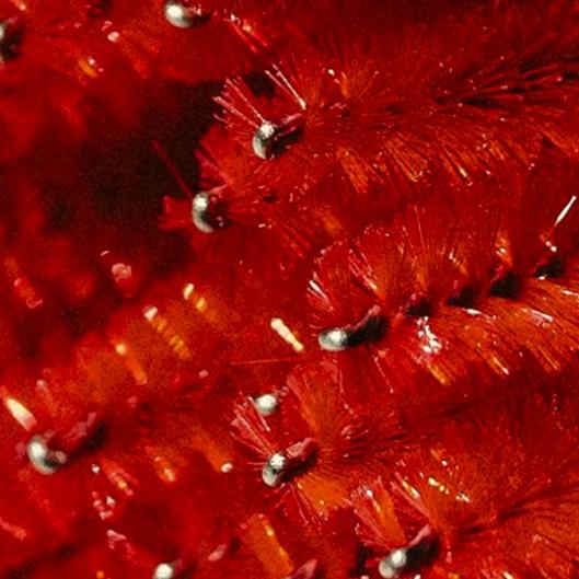 Brow Stain Membership